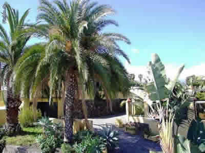 Garten mit Hofbereich: Immobilien Teneriffa: Verkauf renovierte Finca mit EFH in bester Lage von Puerto de la Cruz / Teneriffa